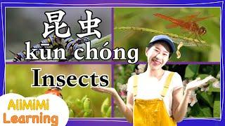 学中文 | Learn about Insects in Mandarin Chinese | 昆虫 | 教育