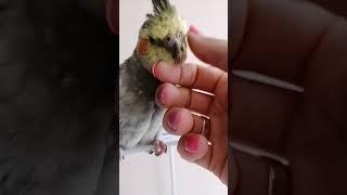 Релакс  Ну як пройти повз таку красунечку) #корелла #папуга #пташечка #parrot #pet