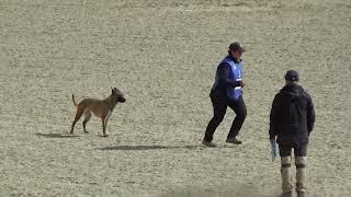 2022 IGP CACT Russia 32 Vorontsova Elena and Ragnara V Sozvezdii Lun (Malinois) B85