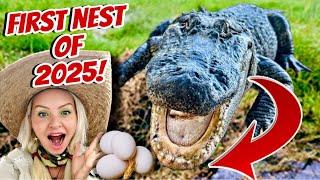 BREAKING: First Alligator Nest of 2025… and it was MASSIVE!