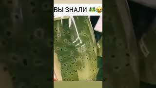 лягушкин сын #смех #смехдослез #топ #юмор #чбд