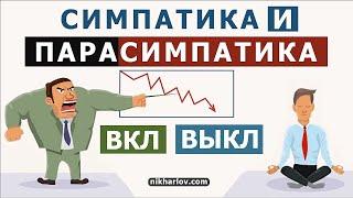 Симпатическая нервная система и Парасимпатическая нервная система: Влияние на внутренние органы.