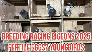 Breeding Racing Pigeons 2025 | Fertile eggs? | Youngbirds |