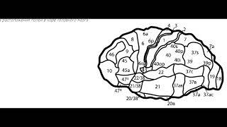 Занимательная психология: Глава 2 "Психика и Мозг", часть Первая 1