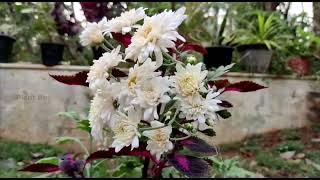 Create a thriving garden in your home ft. Plant box | Komanga