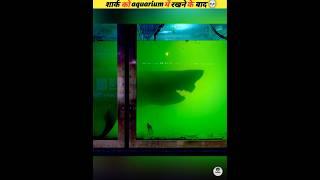 After placing the shark in an aquarium #viral