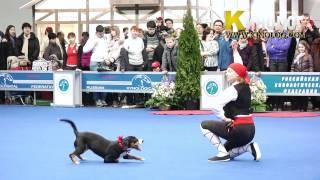 Dog dancing show "Eurasia  2012 / Russia / Moscow". Freestyle.