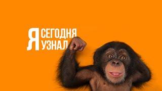 Сегодня я узнал / Выпуск #09