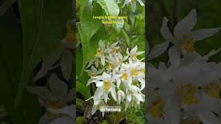 "Sunakhari: Enchanting Orchid Beauty of the Jungle  | Hidden Himalayan Gem!"