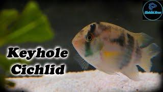 Keyhole Cichlid | Care Guide & Species Profile