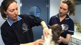 Battersea Dogs and Cats Home - Microchipping your pets