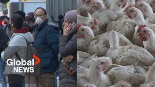 WHO says Bird flu risk to humans an "enormous concern,” but what should you know?