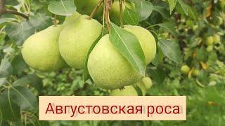 Груша Августовская Роса. Плюсы и минусы сорта. ИМХО.