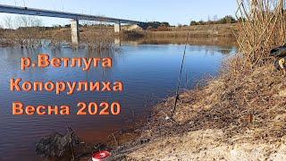 р.Ветлуга.Копорулиха. Начинает поклёвывать синец. Весна 2020.