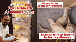 Excellent Progress White O Shamos 18 Inch Height In Just 2.5 Months. 4 Story Fully Automatic Brooder