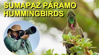 High-altitude Hummingbirds of the Sumapaz Páramo, Colombia