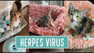 Flower Bunch Update — Herpes Virus