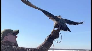 Moscow Falconry Bird Control