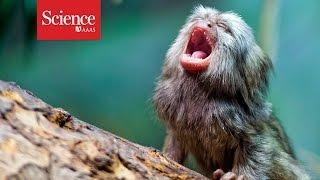 Marmoset baby talk