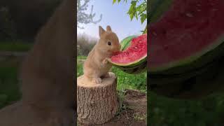 Hilarious, funny, adorable, amazing Animal Videos EP1981