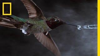 See Hummingbirds Fly, Shake, Drink in Amazing Slow Motion | National Geographic