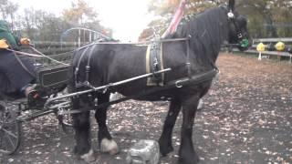 Breaking a Dales pony to drive