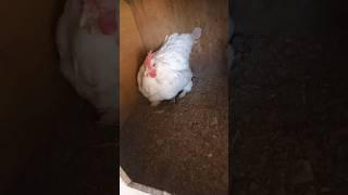 Курица несёт яйцо #shorts #яйца #chicken