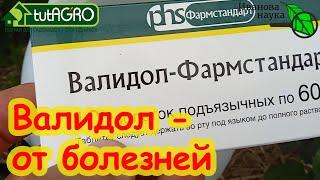 КАК ИСПОЛЬЗОВАТЬ ВАЛИДОЛ ОТ ФИТОФТОРОЗА и ПЕРОНОСПОРОЗА. + ответы на вопросы. Краткая версия.