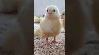 hemel poultry hub