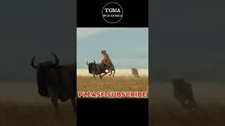 Cheetahs Hunting Wildebeest! Wildlife Animals #shorts