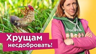 ХРУЩИ ИСЧЕЗНУТ С УЧАСТКА! Как избавиться от личинок майского жука надолго? Все действенные способы