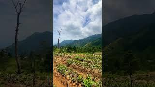 Harvesting Mountains in Sri Lanka #srilanka