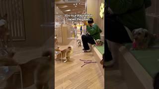 When You Visit a Dog Cafe in Japan… 