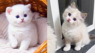 13 minutes of Adorable kitten and cats videos that makes you smile 