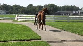 Calumet Farm's English Channel and V. E. Day