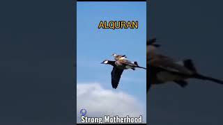 Surah Takveer| Telawt Quran Islamic Shorts #quran #youtubeshorts