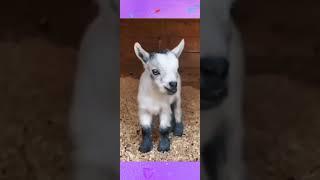 Khadija Fatima kakka cute goat baby #viral #shortsfeed #Khan Sheikh