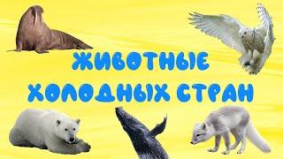 Животные холодных стран | Развивающее видео для детей | Карточки Домана