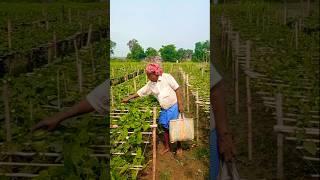 First Year, First Harvest – Pointed Gourd Farming #shorts