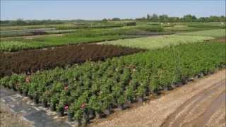 Tree Nursery Online - Tn Nursery