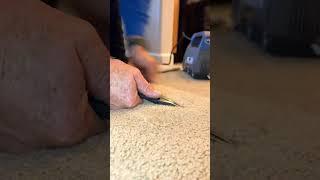 Cooking On Carpet