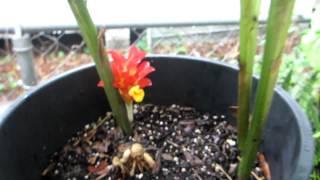 Rare ginger Curcuma rubrobracteata