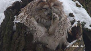 Серая неясыть расчесывает перья. The tawny owl combs its feathers.