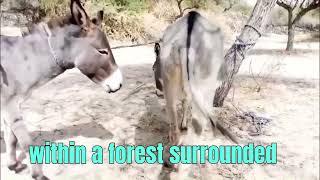 donkey mating