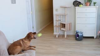 Dog and Cat Shoot Balls at Each Other to Claim the Chair