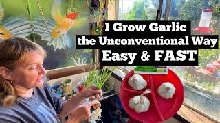 How To Grow Garlic EASY ANYWHERE FAST & Eat NOW Guide for Beginner Gardening Plant from Store Bought