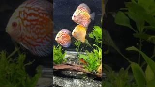 90 Second *DISCUS UPDATE* #shorts #fish #fishkeeping