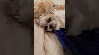 How Cute Shih Tzu Gets Cuddles