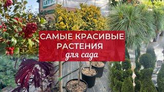 Самые красивые зимние растения для сада: