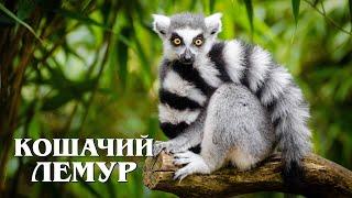 Кошачий лемур: Мяукающий примат с острова Мадагаскар | Интересные факты про кольцехвостого лемура